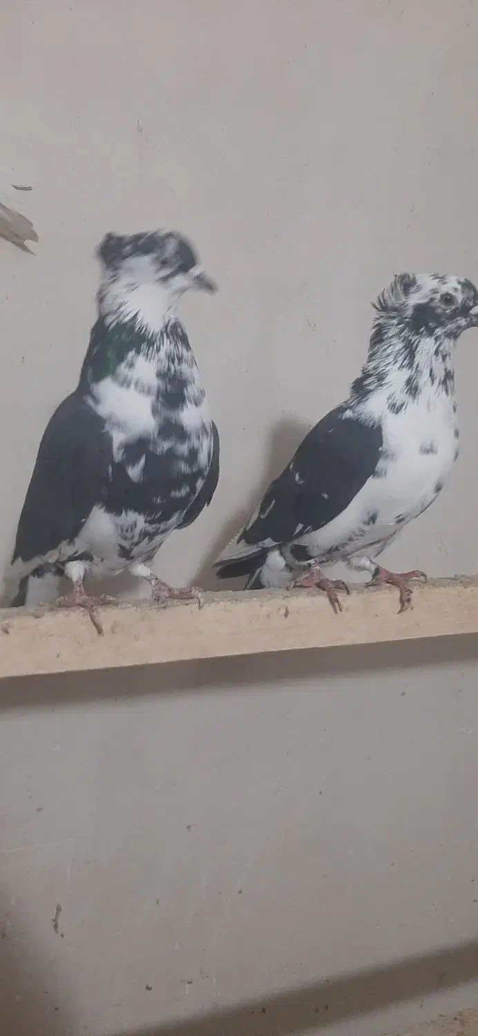 کفتر سوسکی وخال دار|پرنده|مرند, |دیوار