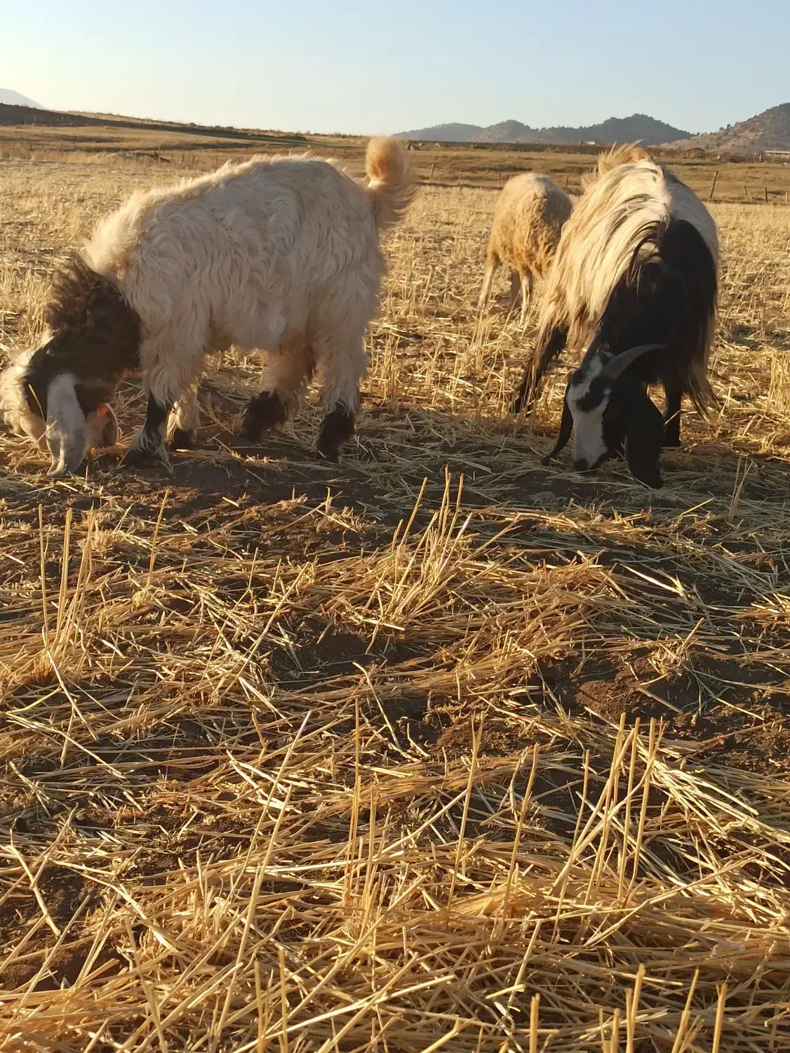 بز و بز غاله|حیوانات مزرعه|گوآور, |دیوار