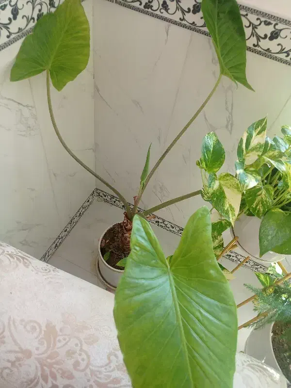 گل باباآدم(فوری)|گل و گیاه طبیعی|صحنه, |دیوار