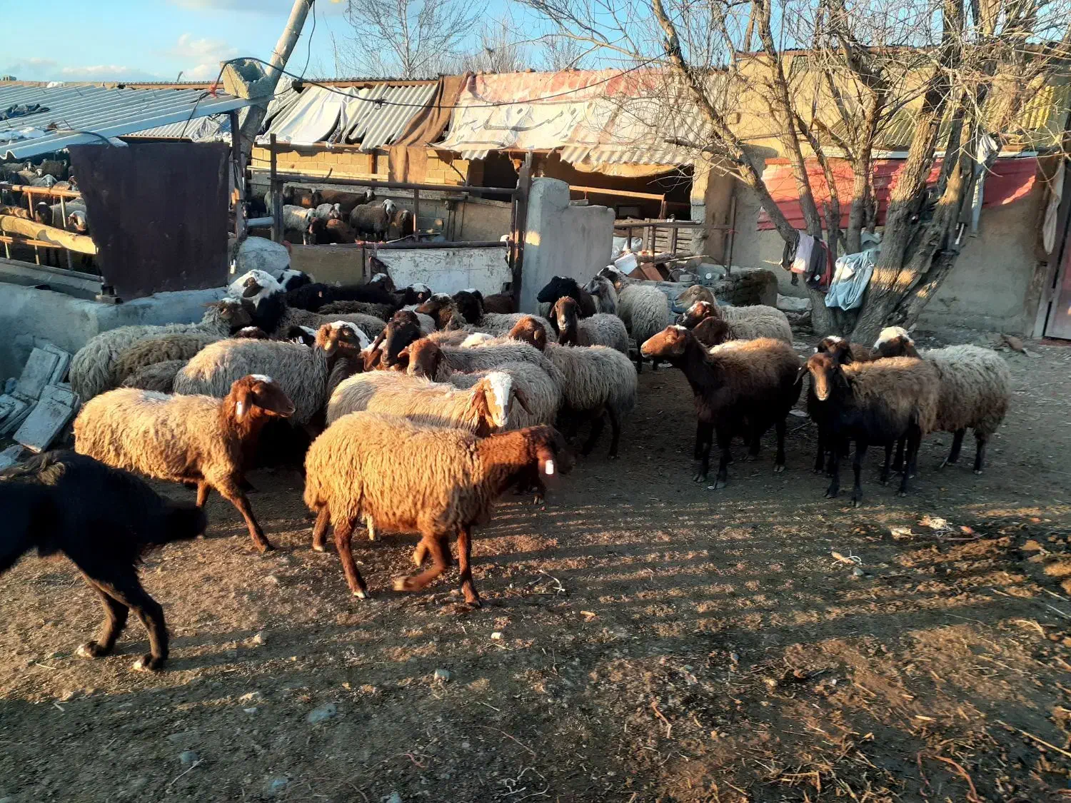 فروش گوسفند نر|حیوانات مزرعه|تنکمان, |دیوار