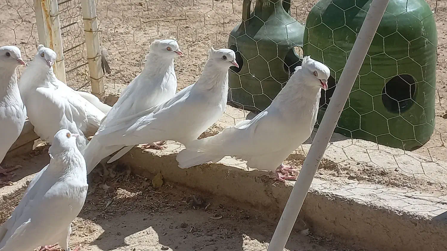 دو جفت کبوتر سفید چش زرد یک جفت چش سیاه|پرنده|معصومیه, |دیوار