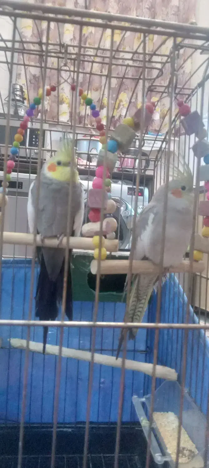 ی جفت عروس هلندی بالوازم|پرنده|پاکدشت, پاکدشت (مامازند)|دیوار