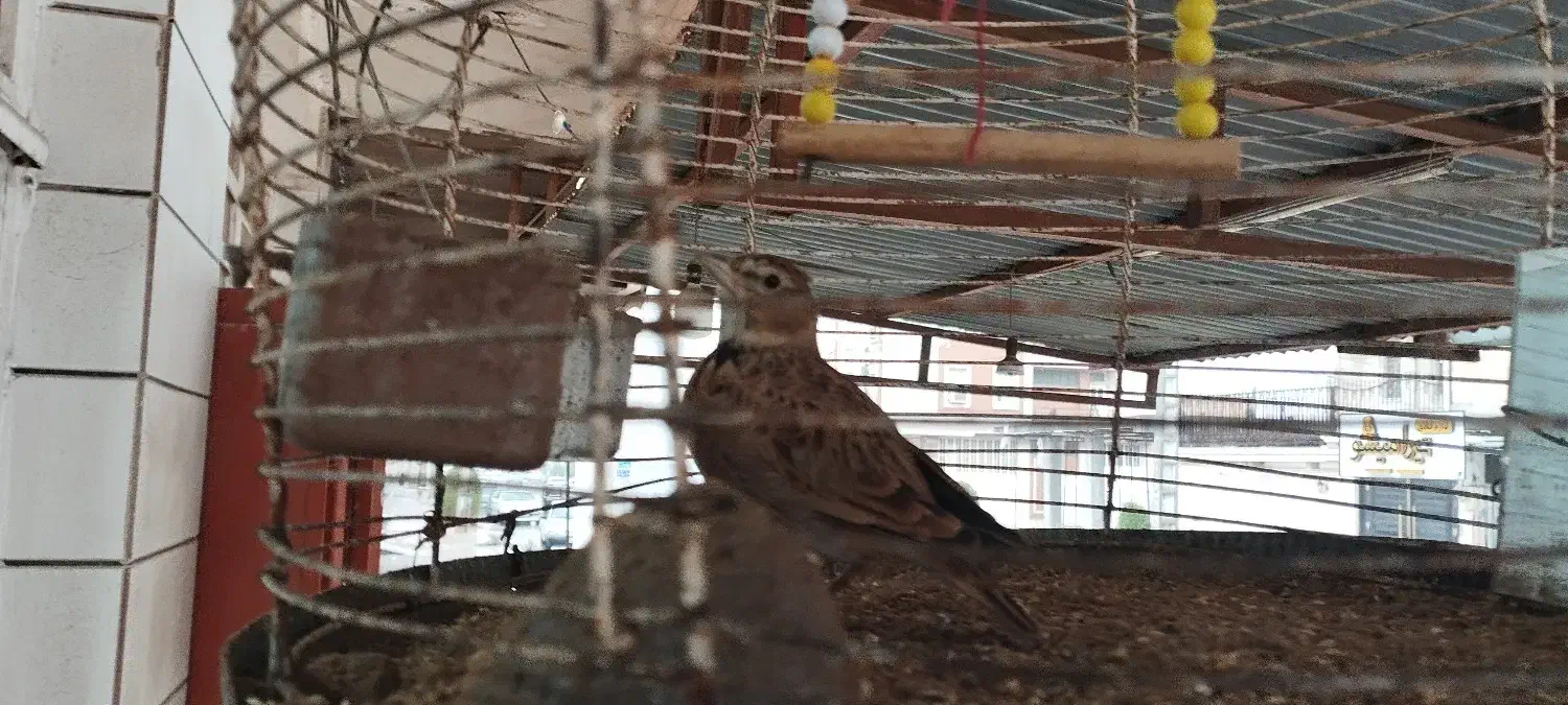 قناری|پرنده|دیلم, |دیوار