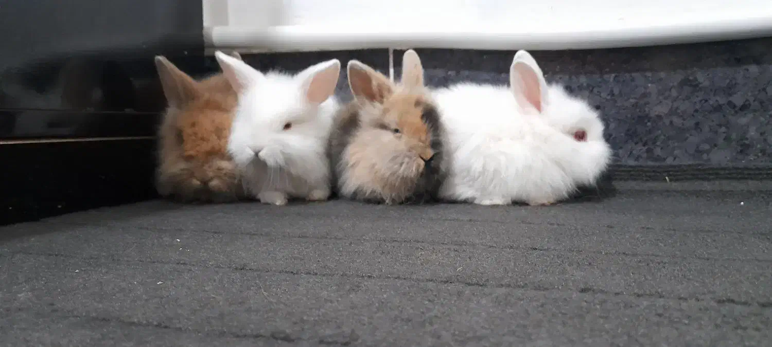 خرگوش جرسی ولوپ|موش و خرگوش|شیروان (خراسان), |دیوار