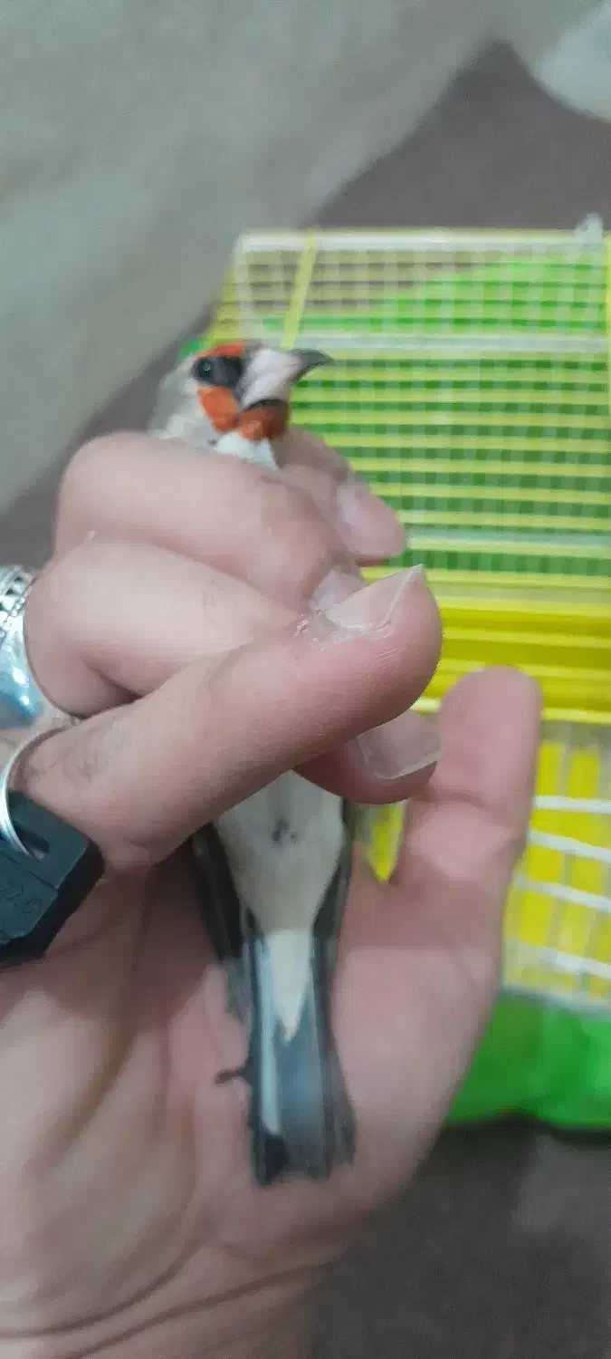 سهره|پرنده|قم, نخودی|دیوار