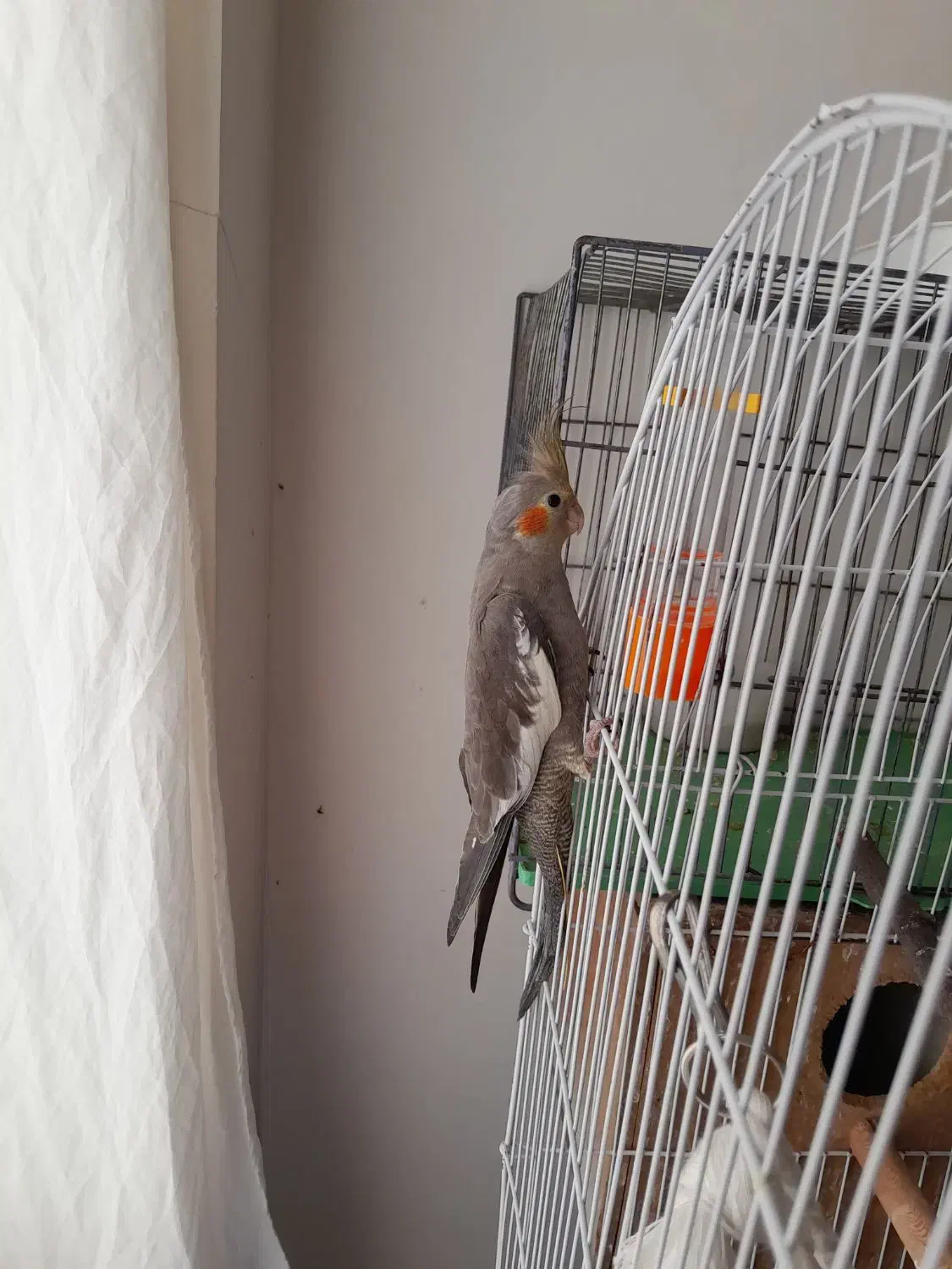 عروس هلندی|پرنده|اردبیل, |دیوار