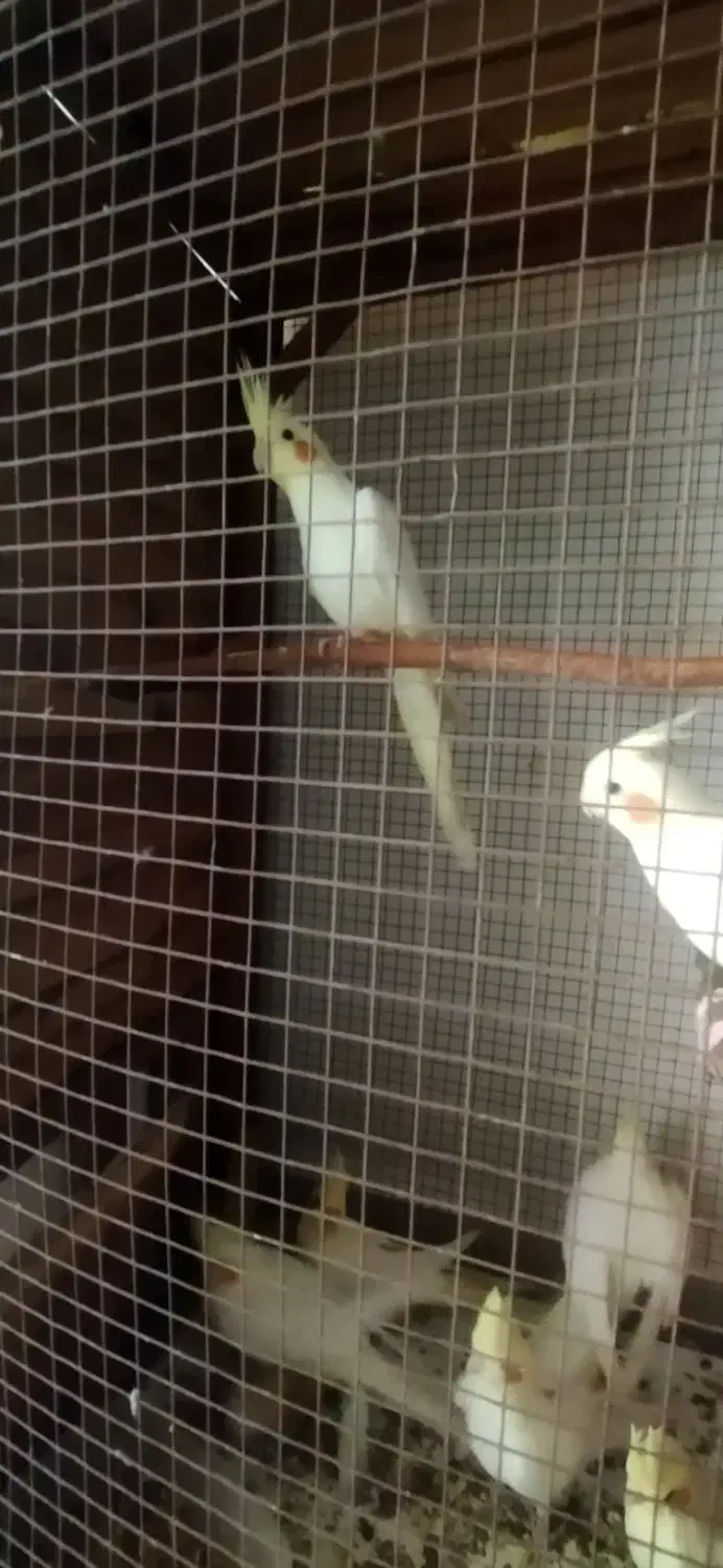 عروس هلندی|پرنده|بندرعباس, |دیوار