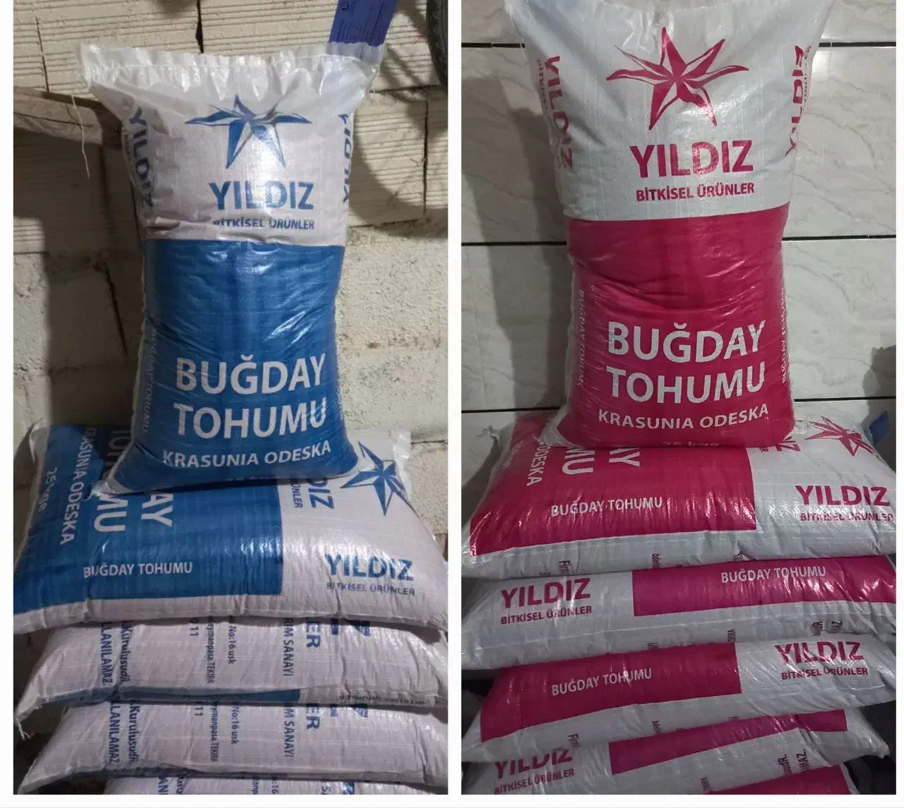 بذرگندم هیبرید اوکراینی|گل و گیاه طبیعی|شیراز, تحویلی|دیوار