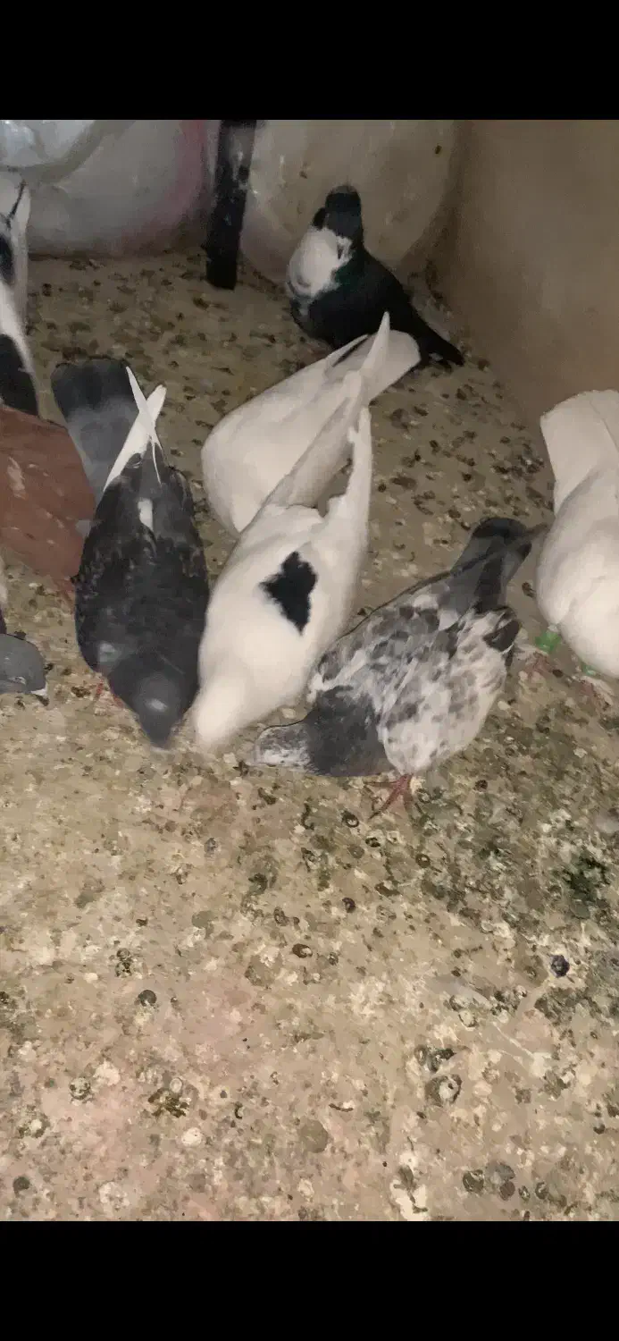 کفتر شهرستانی رنگی|پرنده|فردیس, خیام شرقی|دیوار