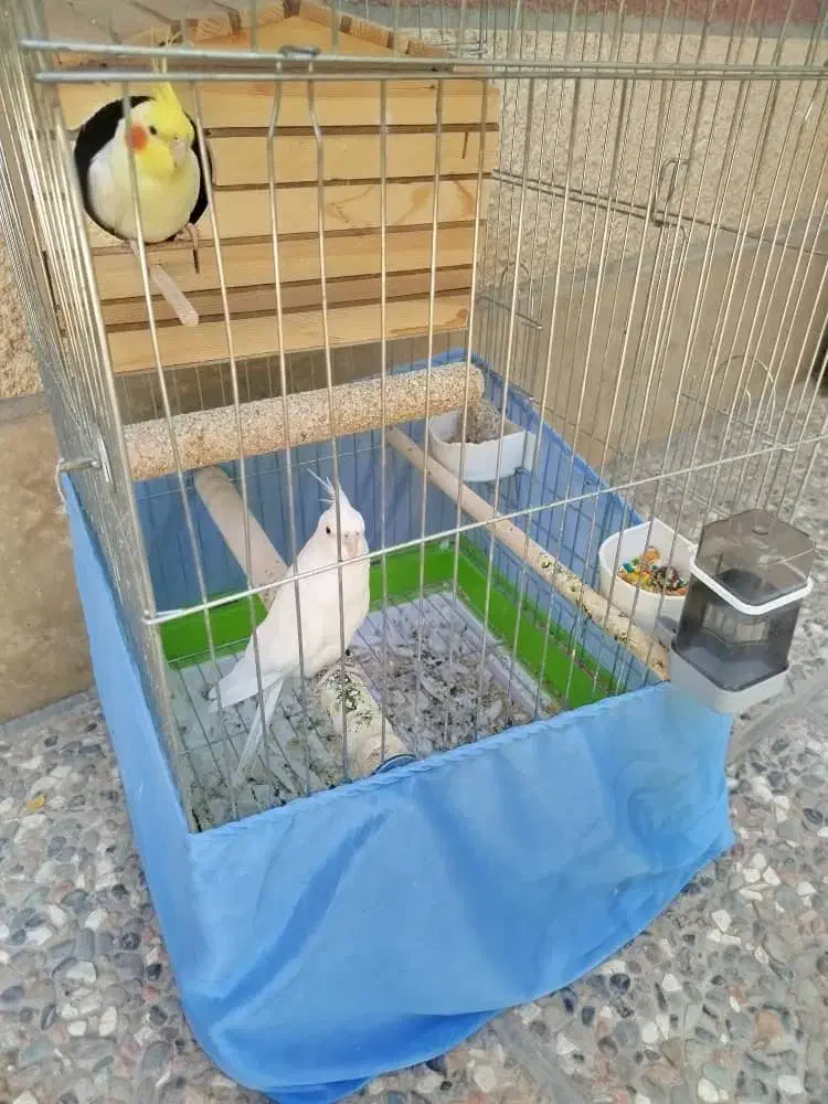 عروس هلندی سفید جفت تر و ماده|پرنده|قرچک, قشلاق جیتو|دیوار