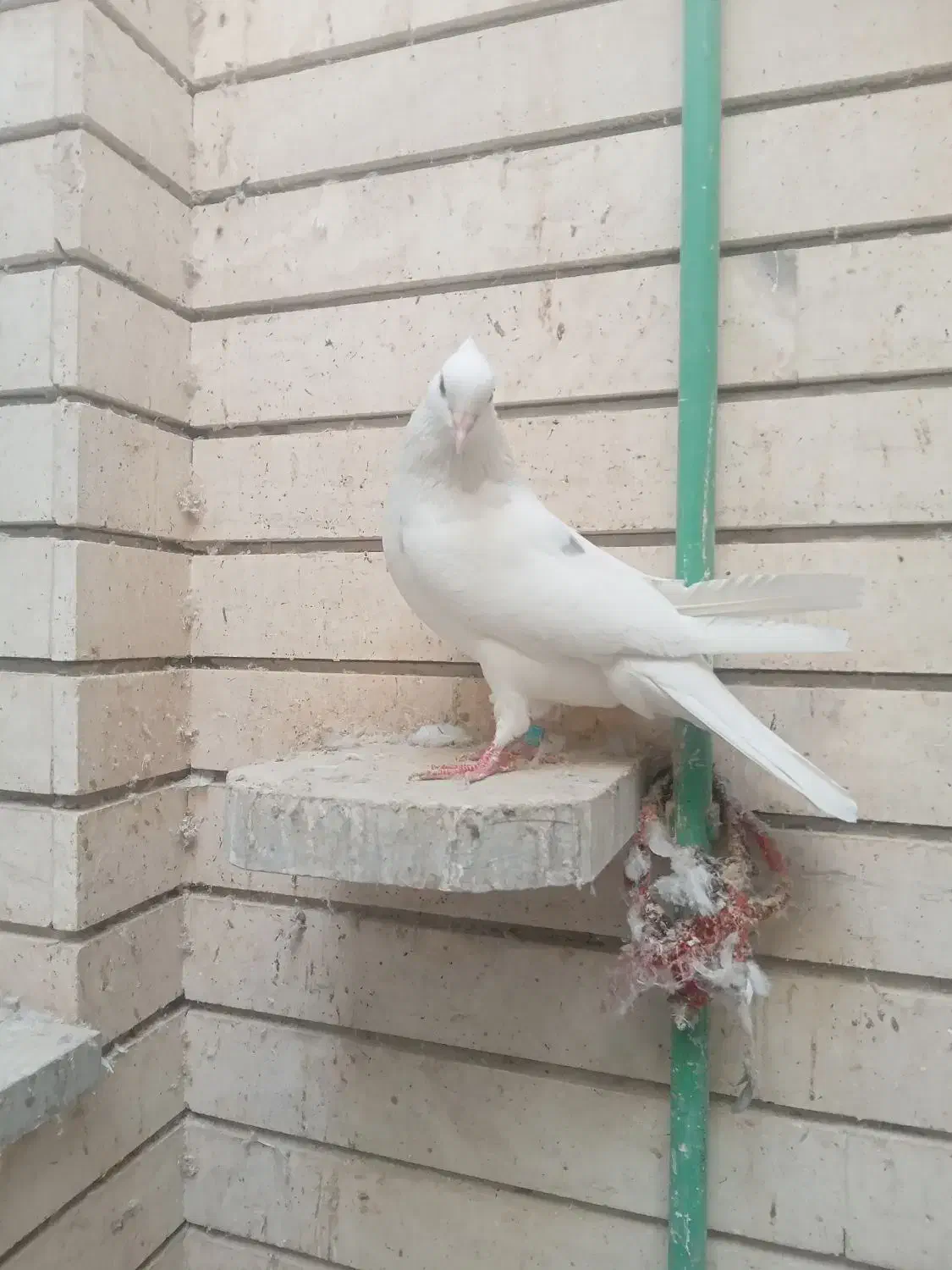 کبوترپرشی تهرونی|پرنده|اصفهان, ارغوانیه|دیوار