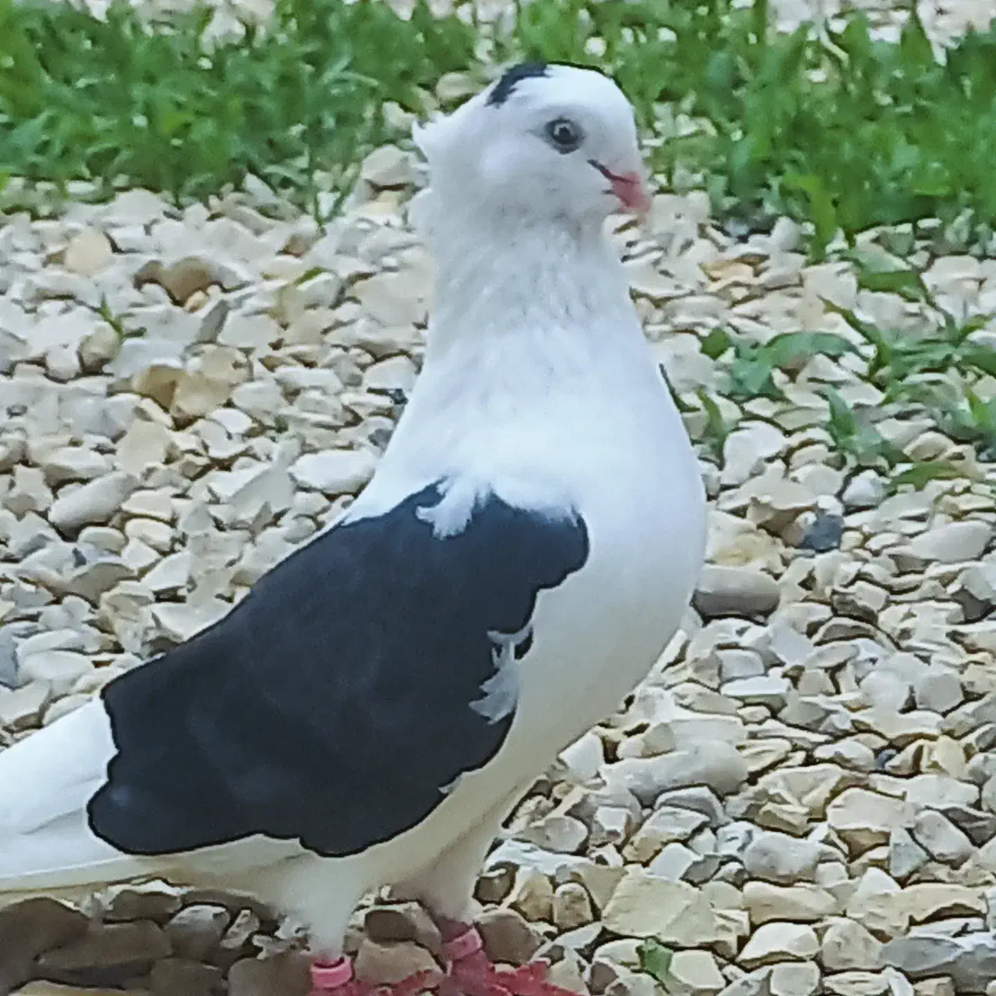 کبوتر پشتار|پرنده|قائم‌شهر, |دیوار