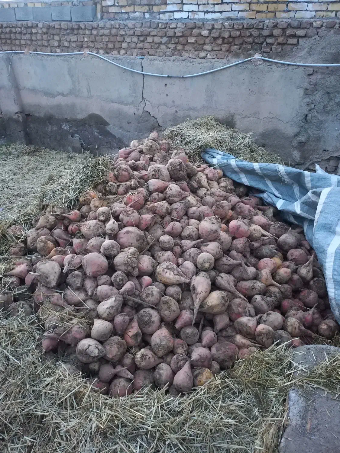 چغندر گاوی|حراج|نیشابور, خط کاشمر|دیوار