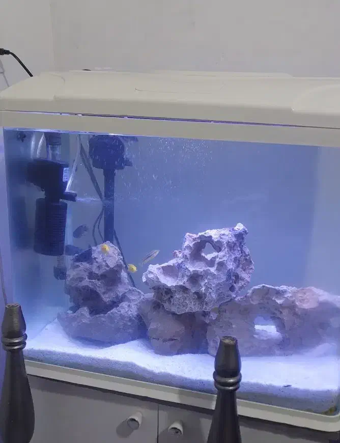 اکواریوم ۶۰ ×۶۰ و میز|ماهی|بندرعباس, |دیوار