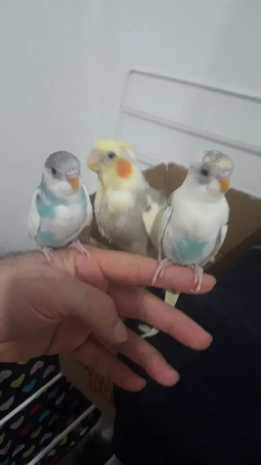 فونیکس|پرنده|رشت, استقامت ۲|دیوار