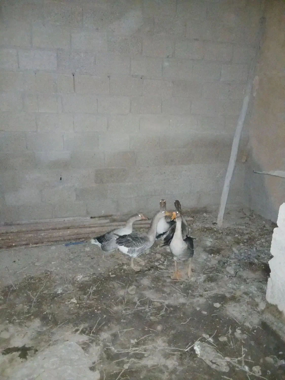 شادگان|حیوانات مزرعه|شادگان, |دیوار