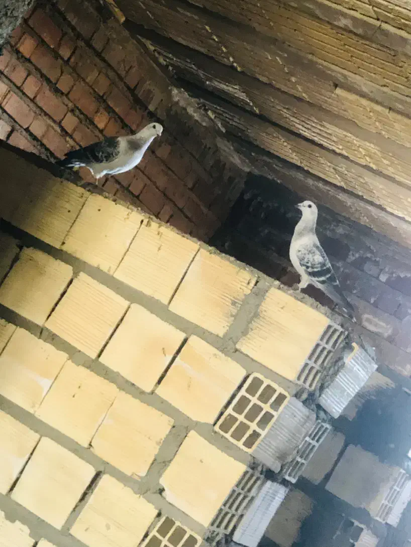 کبوتر|پرنده|بافت, |دیوار