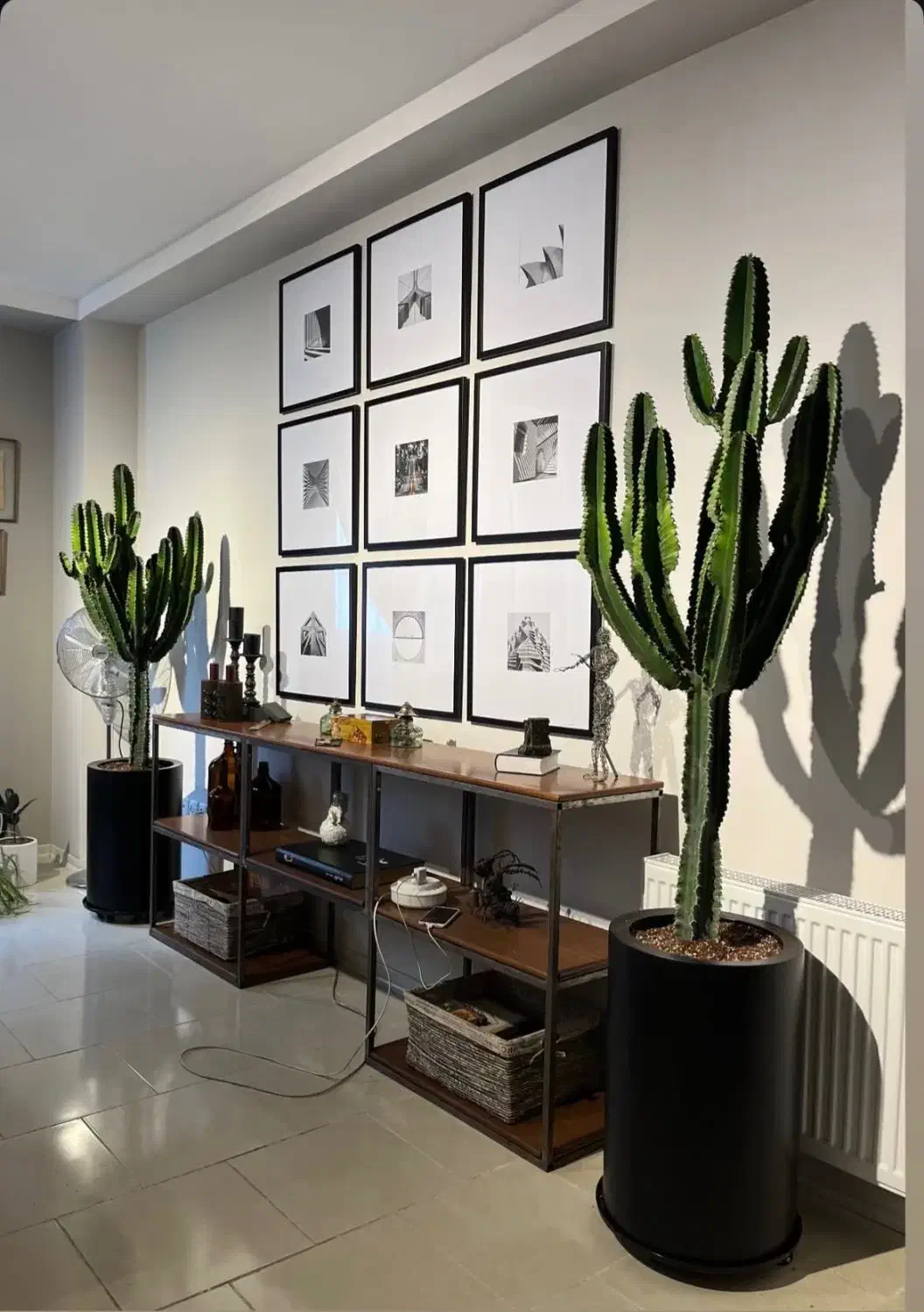 افوربیا اینجنس ممتاز|گل و گیاه طبیعی|مشکین‌دشت, |دیوار