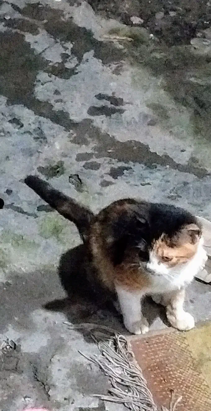 توله گربه اپارتمانی نژاد میکس واکسن اولیه زده شده|گربه|چالوس, |دیوار