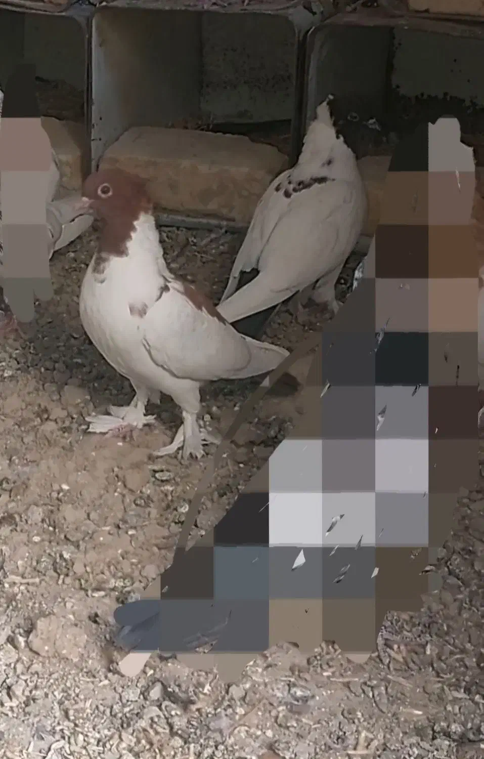 یک جفت جوجه پرستویی یا همان نقابی|پرنده|ورزنه, |دیوار