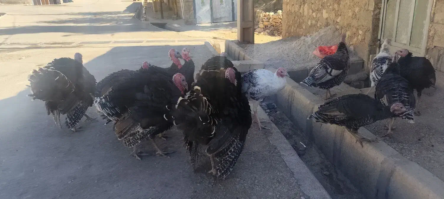 بوقلمون|حیوانات مزرعه|دیشموک, |دیوار