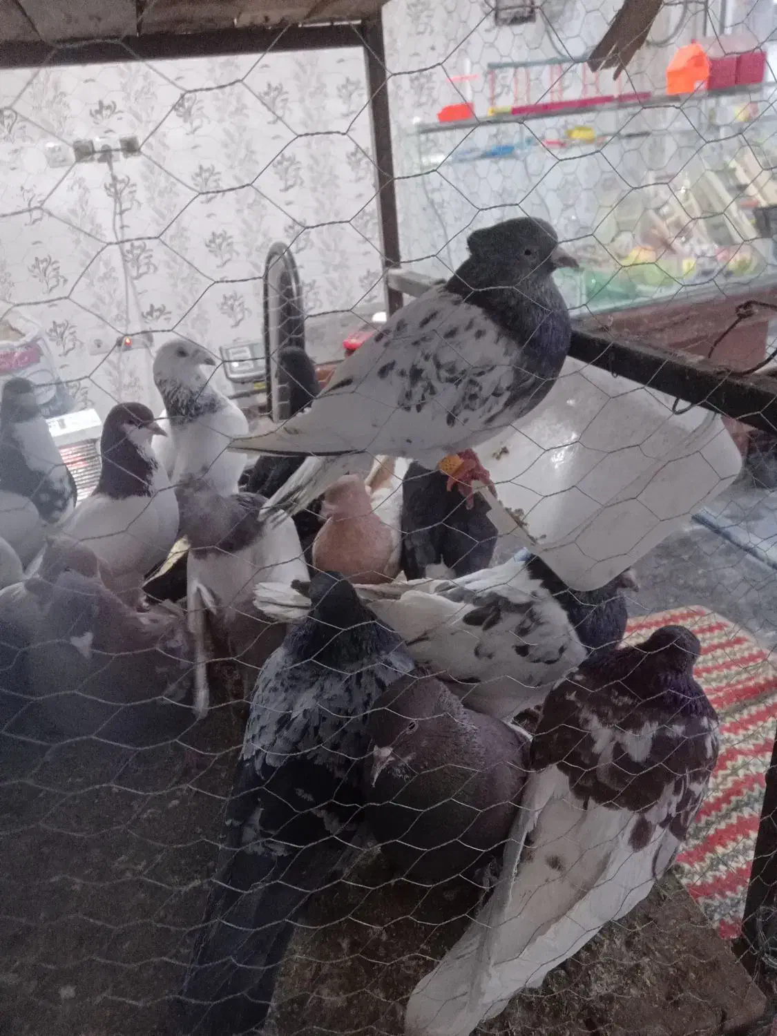 کفتر رنگه|پرنده|مشهد, میان ولایت|دیوار