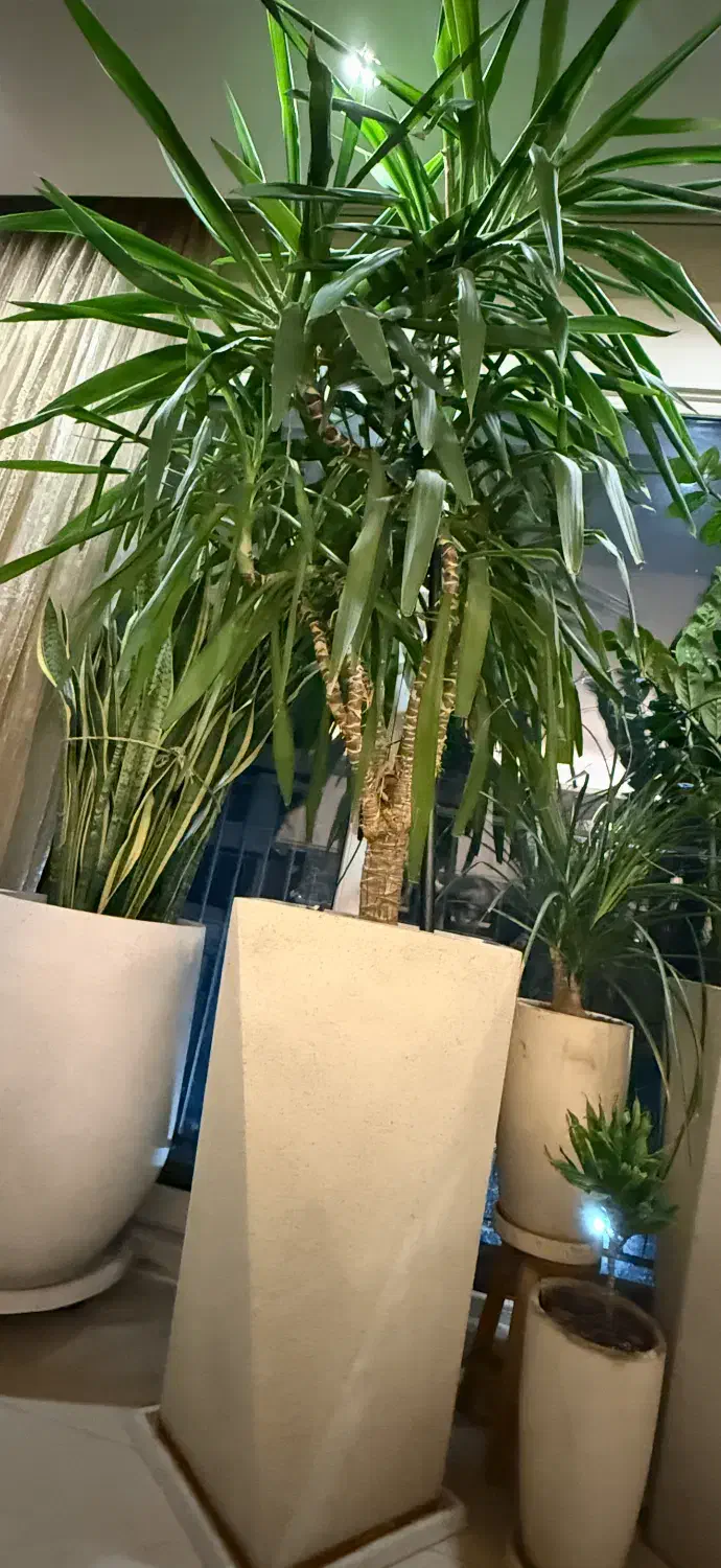 گل وگلدان یوکا|گل و گیاه طبیعی|تهران, ستارخان|دیوار