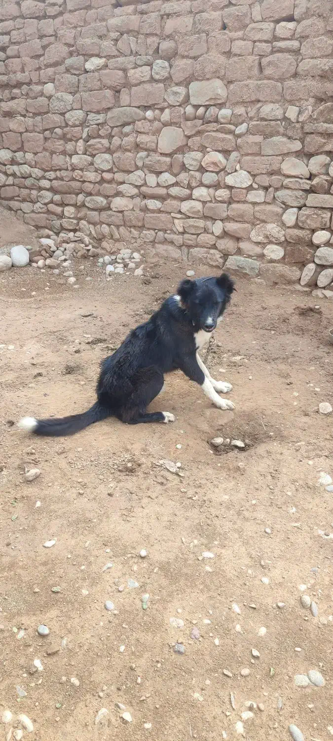 قدر جونی|سگ|دزفول, |دیوار