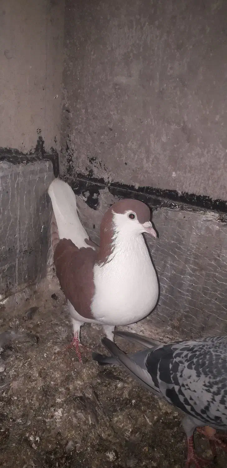 کبوتر ساده|پرنده|نگین شهر, |دیوار