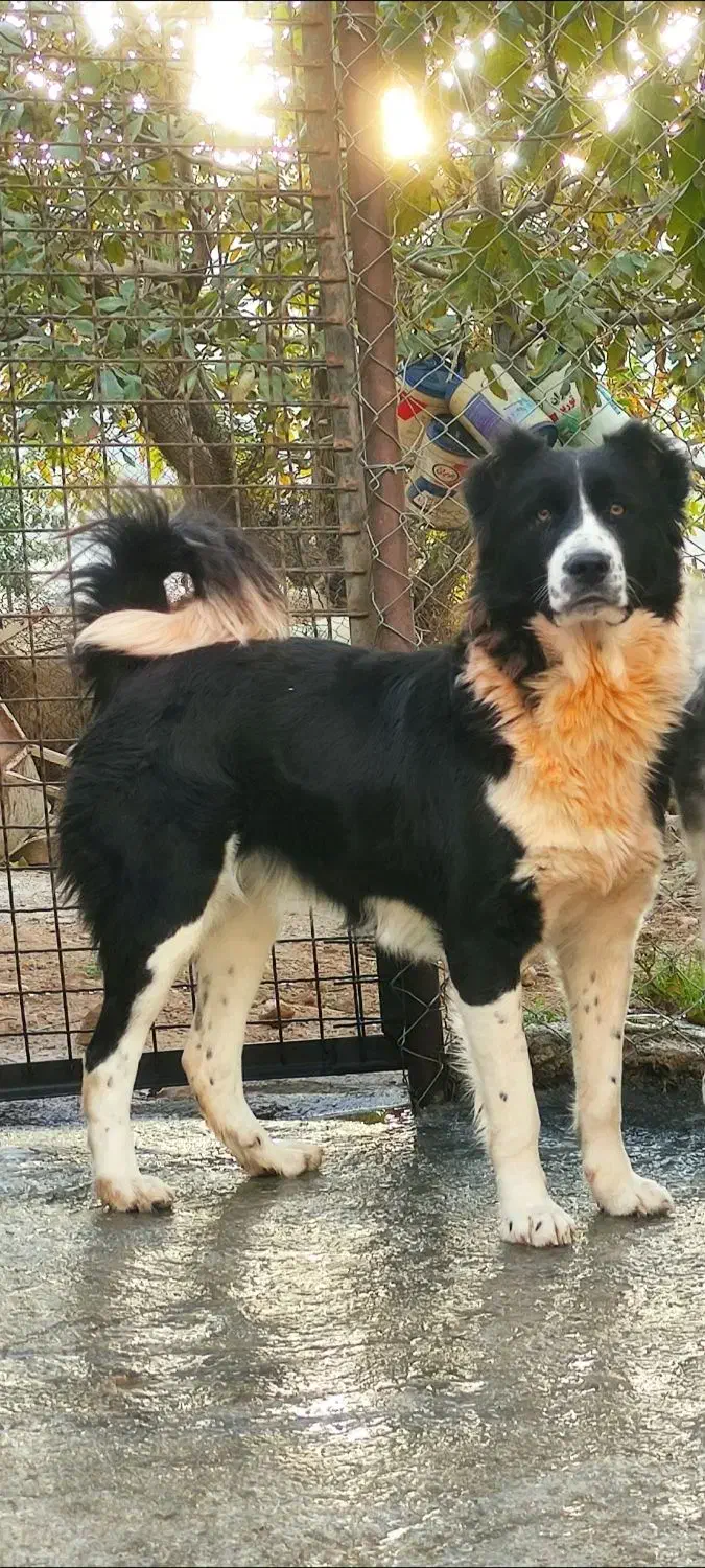 سگ قهدریجانی ماده|سگ|ایوان, |دیوار