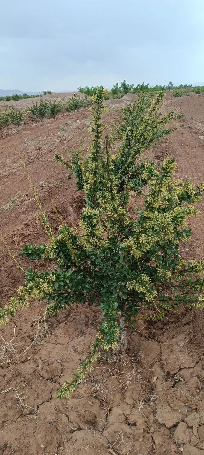 زمین کشاورزی|فروش دفتر صنعتی، کشاورزی، تجاری|بیرجند, |دیوار