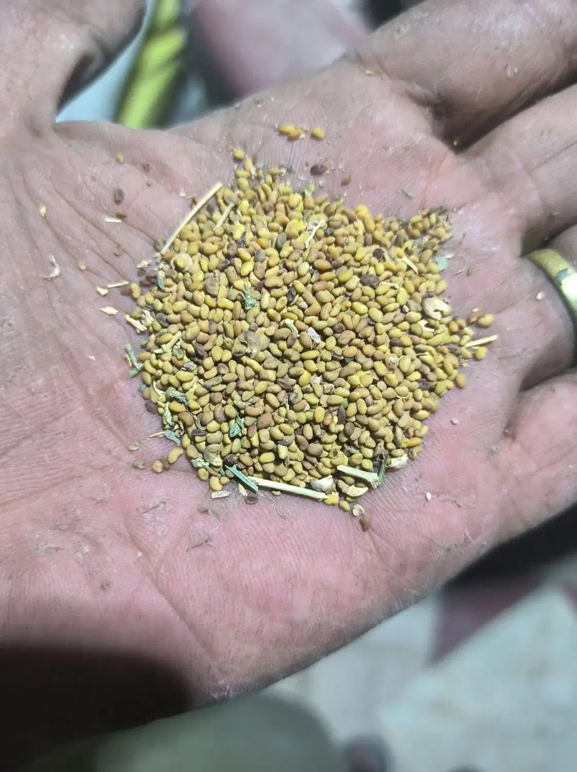 بذر یونجه (تخم علف)محلی ایرانشهر|خدمات باغبانی و درختکاری|ایرانشهر, |دیوار