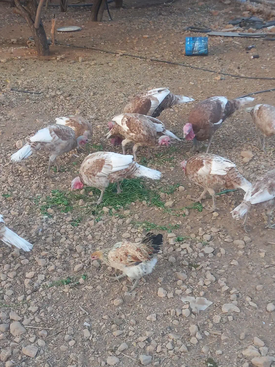 بوقلمون کاملا محلی نر وماده|حیوانات مزرعه|شیراز, قلات|دیوار