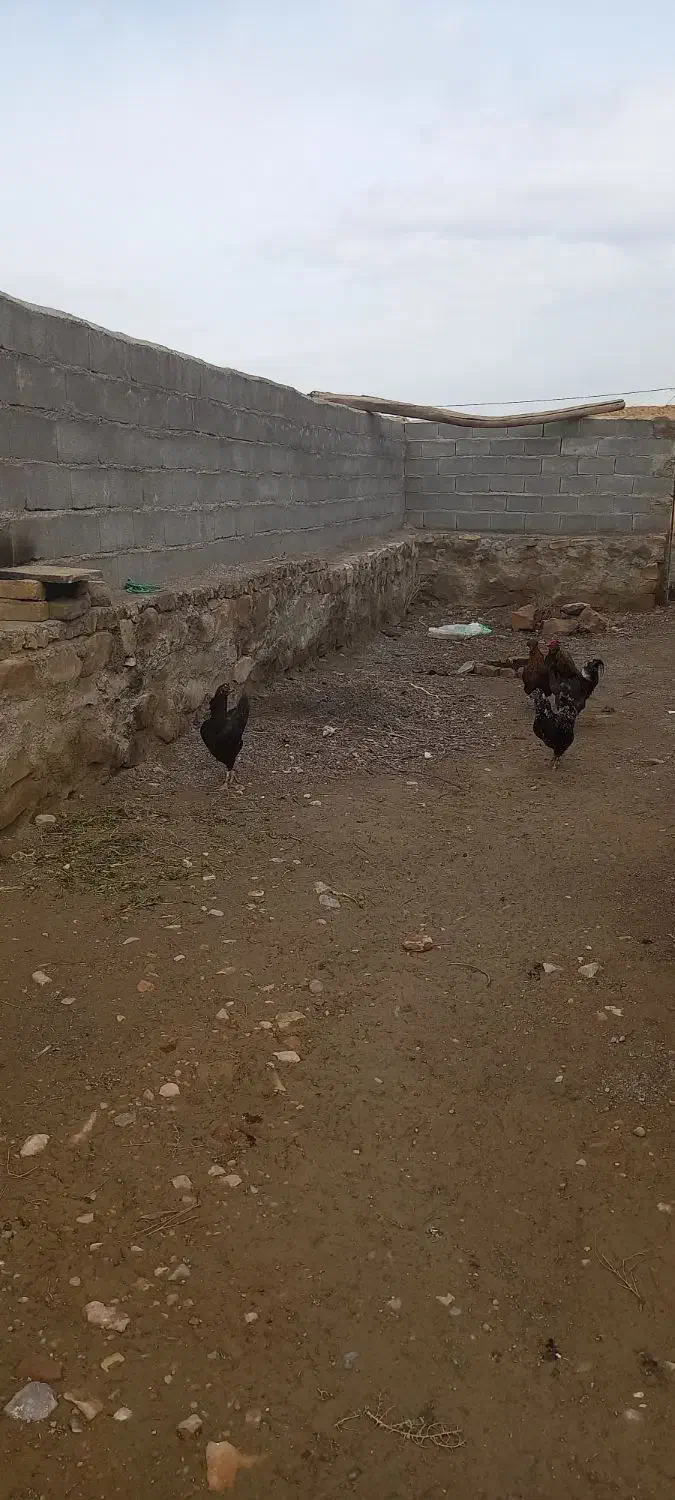 مرغ‌دورگ‌|حیوانات مزرعه|شیروان (خراسان), |دیوار