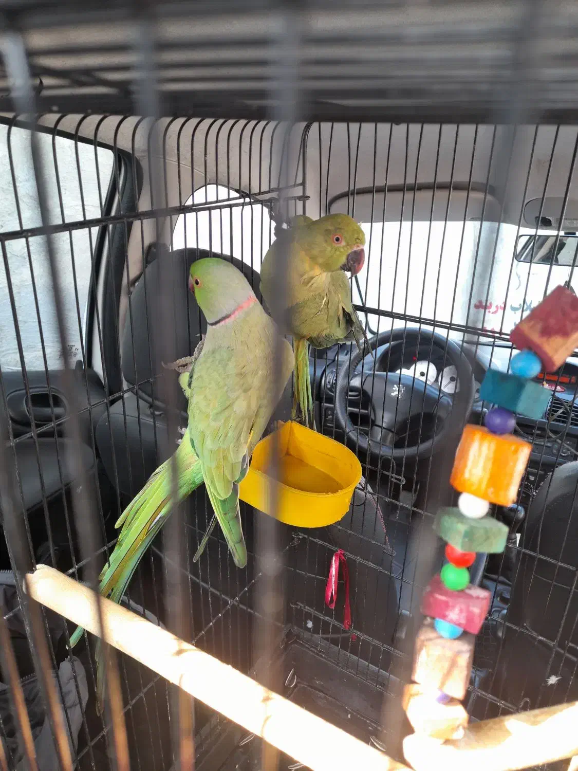 فروش طوطی دست آموز|پرنده|بندر انزلی, عباس آباد|دیوار