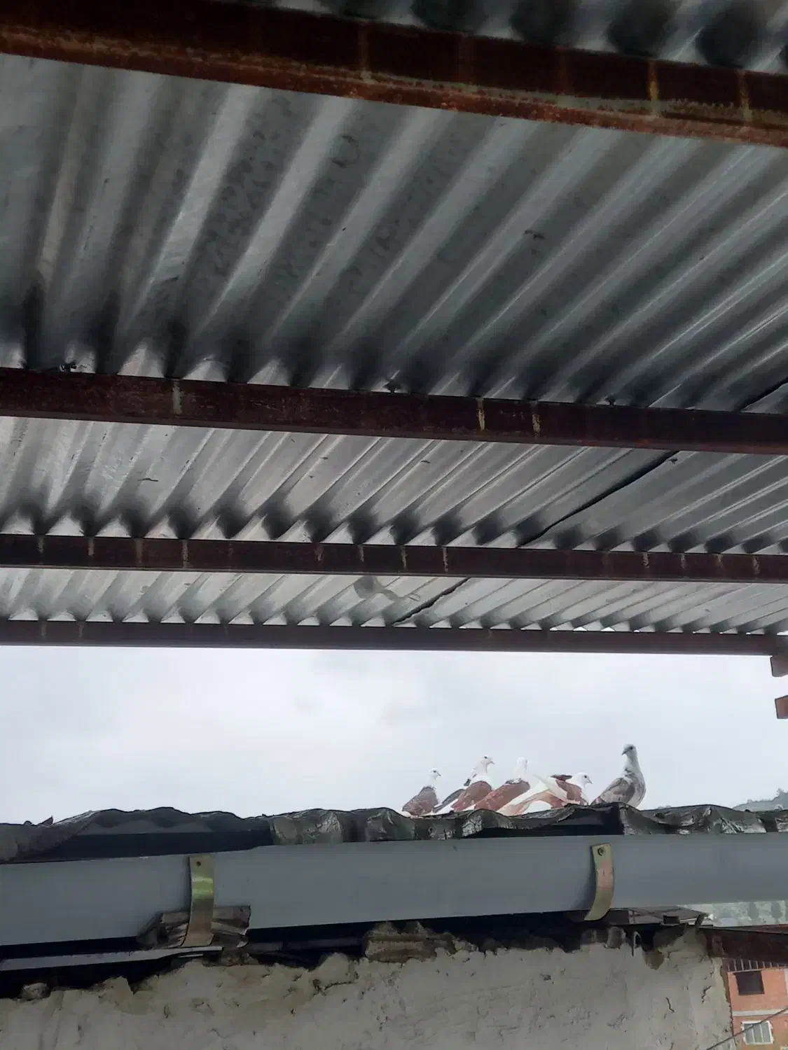 فروش کبوتر پرشی اصیل خالپر|پرنده|مرزیکلا, |دیوار