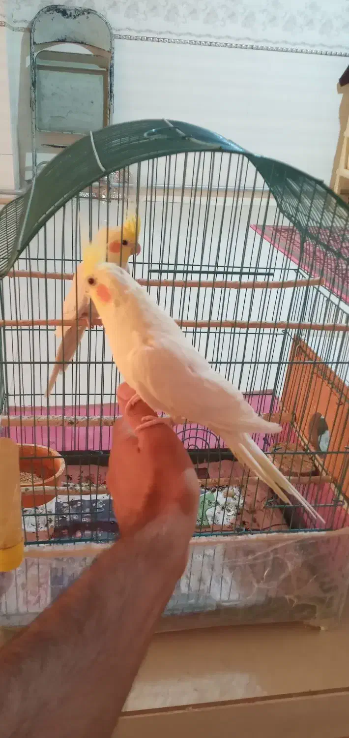 عروس هلندی و طوطی برزیلی و قفس کاسکویی|پرنده|خوی, |دیوار