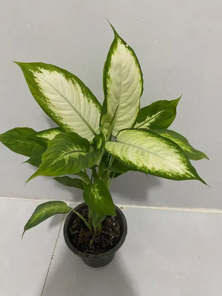 همه 100تا200|گل و گیاه طبیعی|نیشابور, شهید بهشتی|دیوار