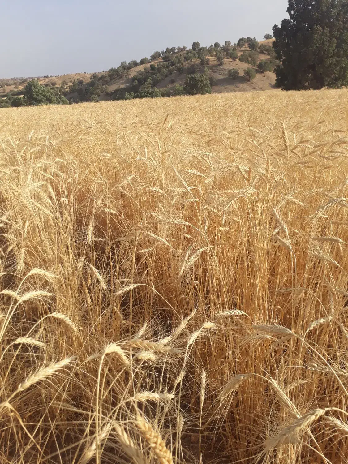 گندم دیم هشترود|خدمات باغبانی و درختکاری|کرمانشاه, |دیوار