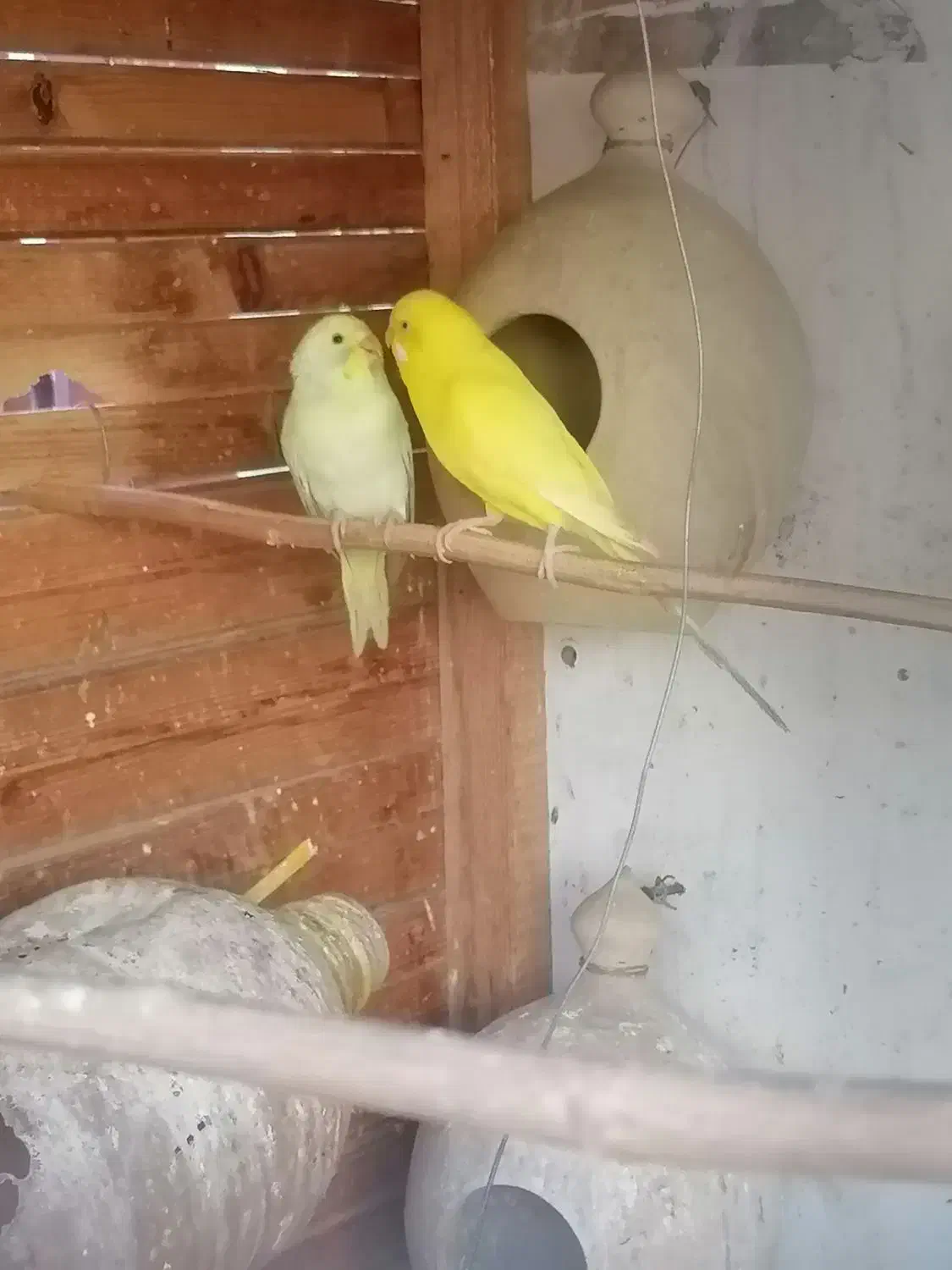 مرغ عشق فروشی|پرنده|چابهار, |دیوار