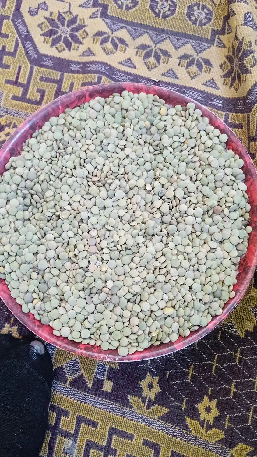 عدس اربیل دیمی بوجاری شده|خوردنی و آشامیدنی|نیر (اردبیل), |دیوار