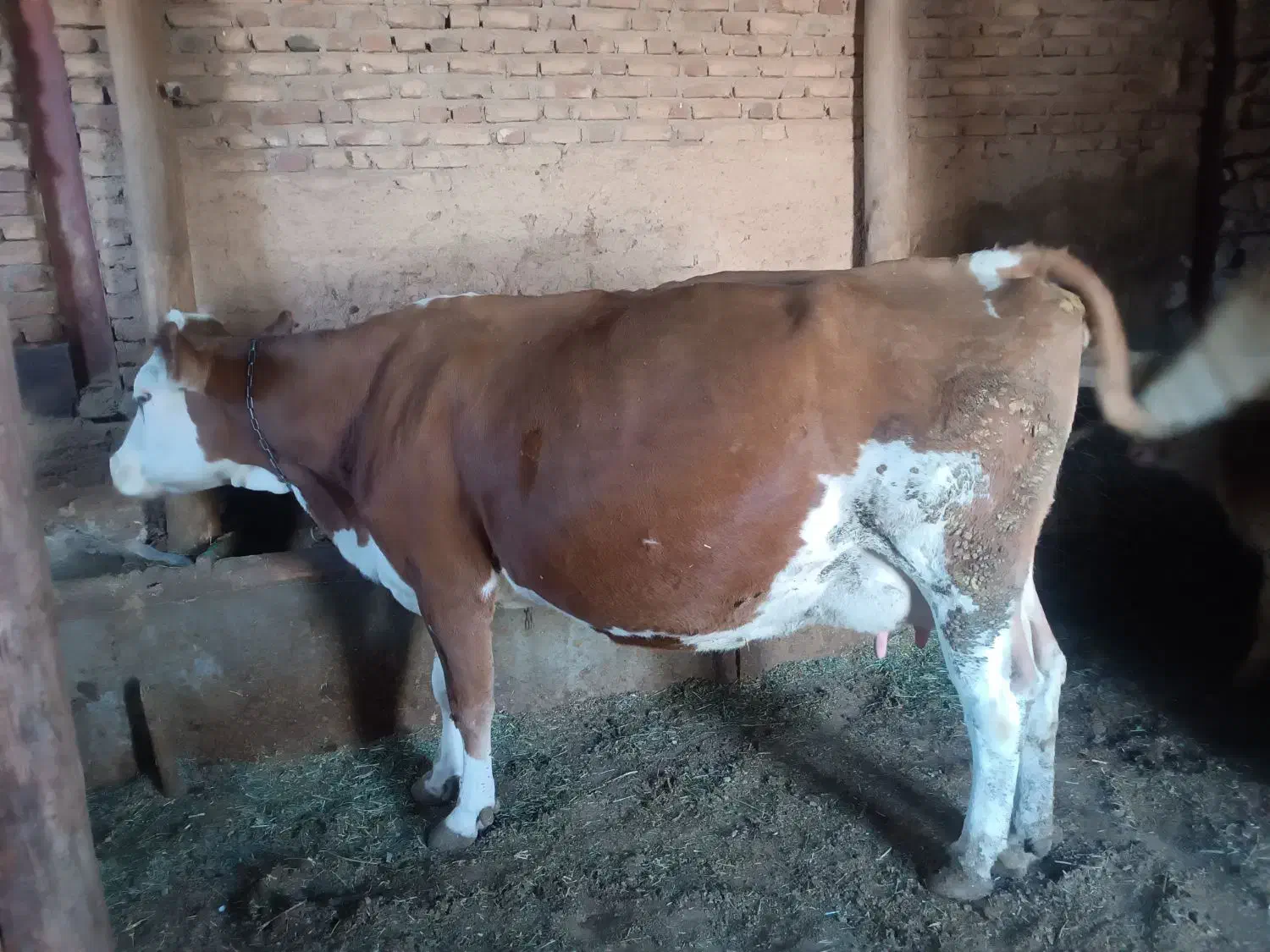 ...|حیوانات مزرعه|تخت سلیمان, |دیوار