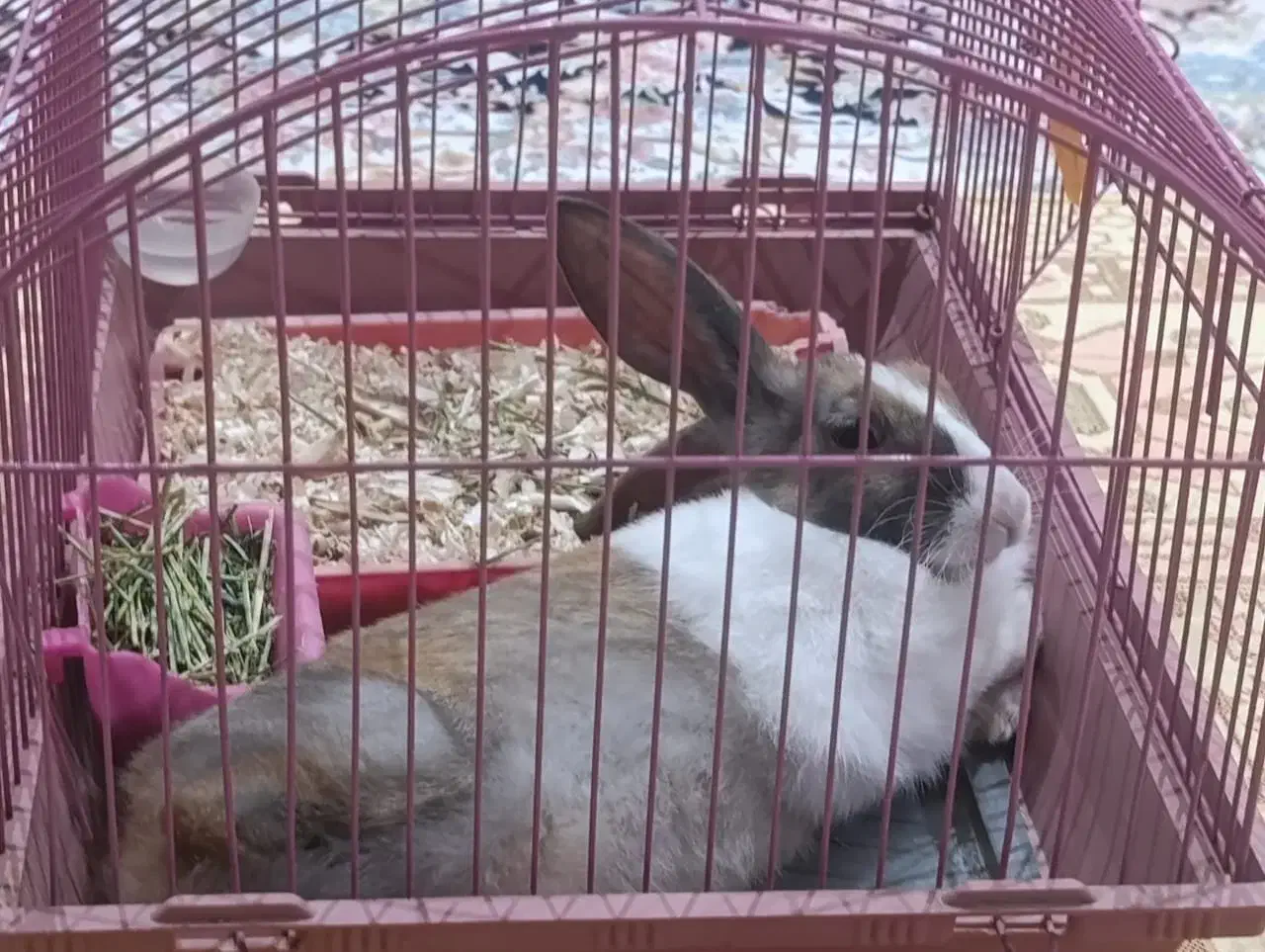 خرگوش ماده ۳ ماهه|موش و خرگوش|قدس, شهر‌قدس|دیوار