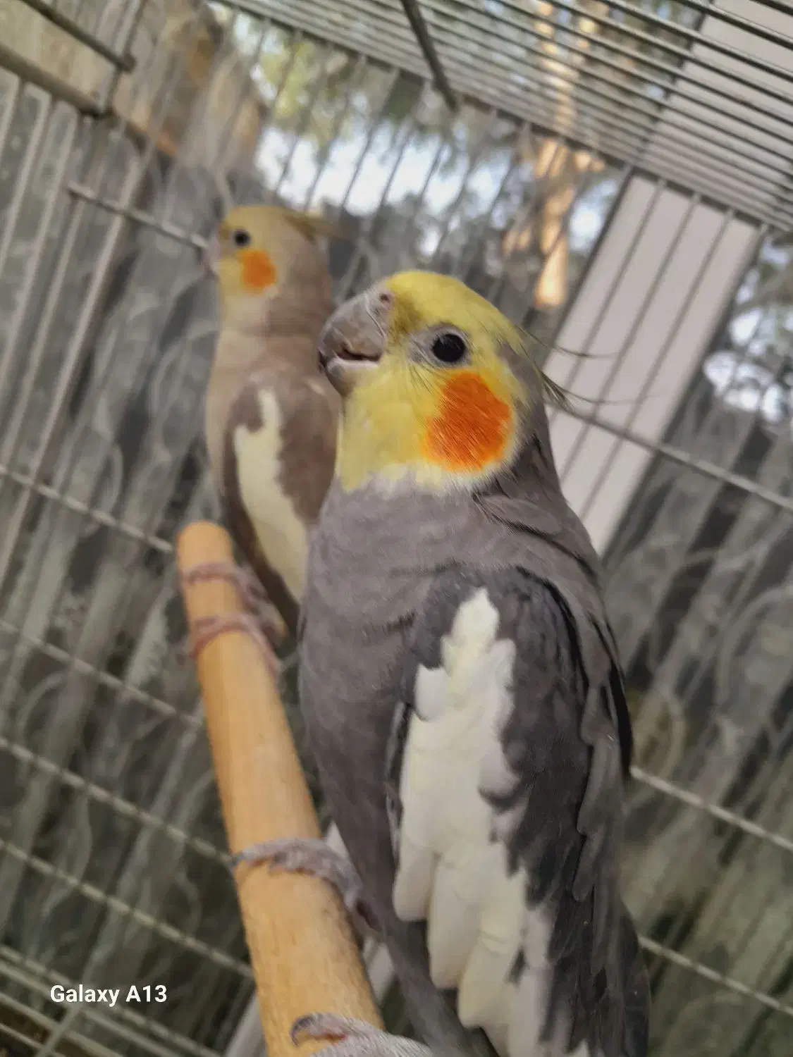 2 جفت عروس هلندی اهلی سخنگو|پرنده|ماکو, |دیوار