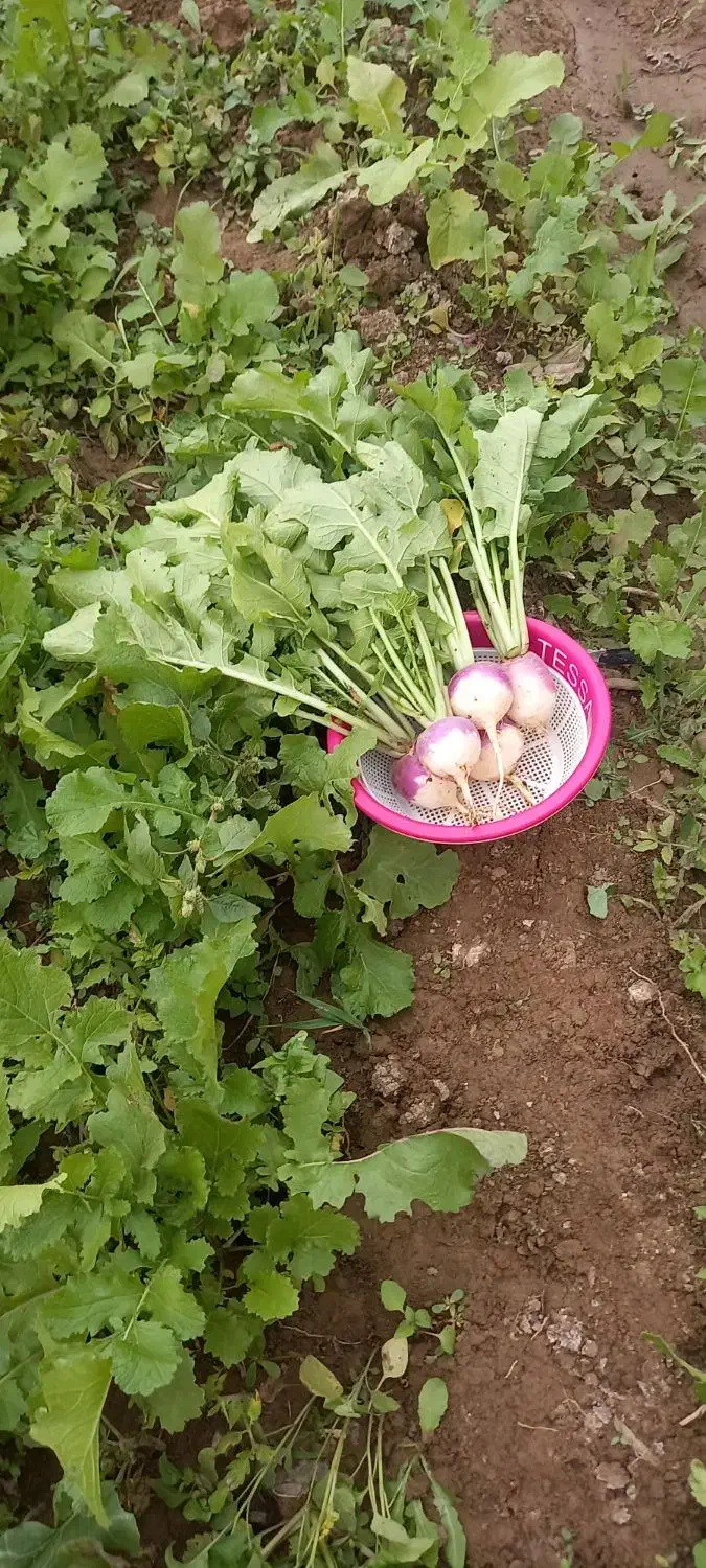 ترب سفید|عمدهفروشی|اصلاندوز, |دیوار