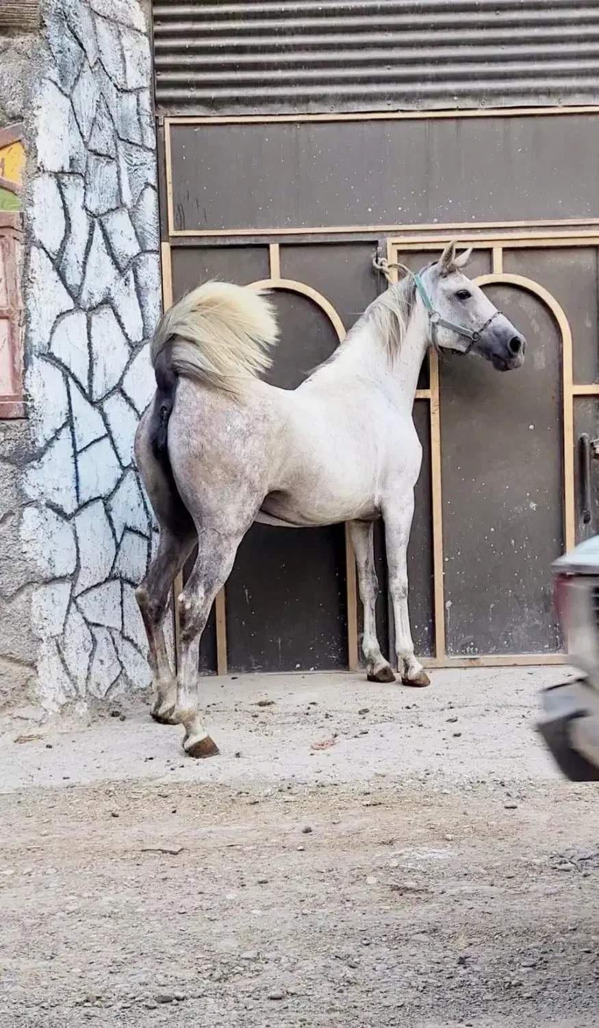 مادیون ۷ب۸سال شکم طلا|اسب و تجهیزات اسب‌سواری|ابریشم, |دیوار