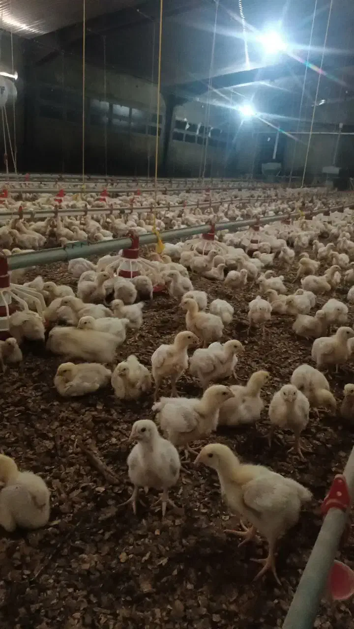 کارگر سالن مرغداری|استخدام صنعتی، فنی، مهندسی|کوهین, |دیوار