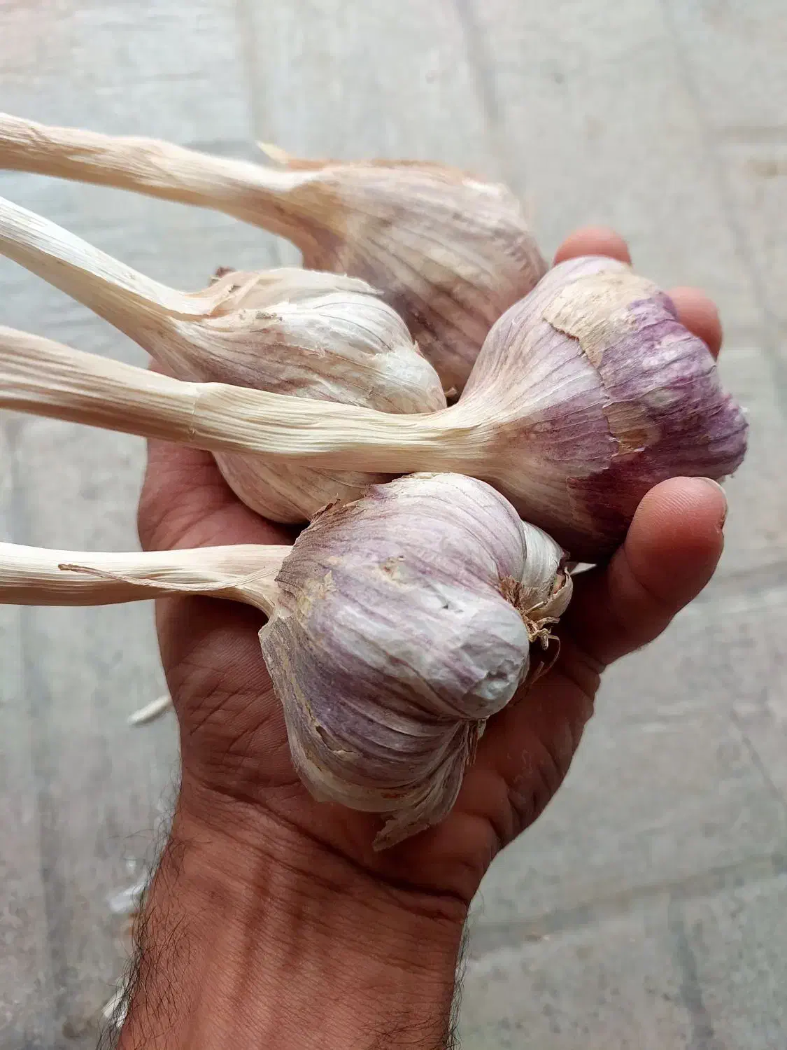 سیر محلی  ابدان|خوردنی و آشامیدنی|آبدان, |دیوار