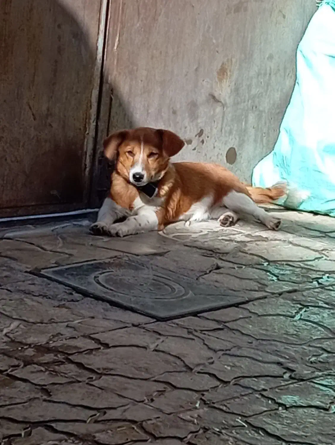 سگ پاکوتاه جوانه|سگ|تربت جام, میرقوام الدین|دیوار