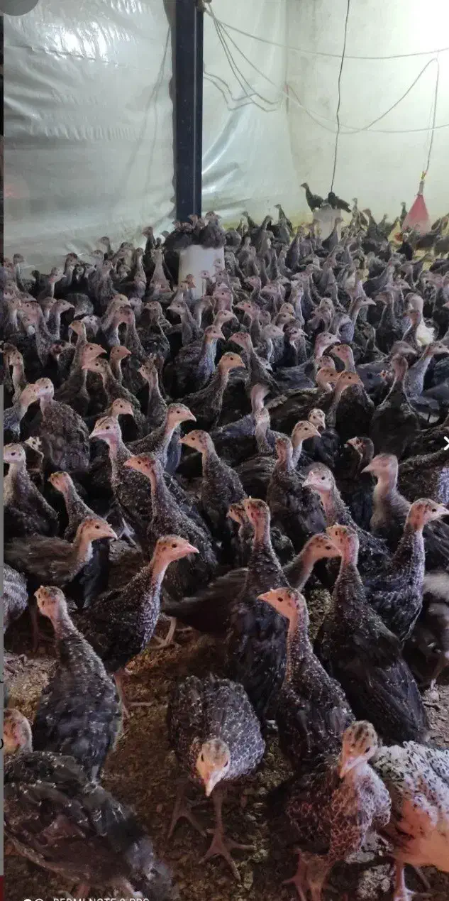 جوجه بوقلمون بیوتی وبرنز۱ روزه الی ۲ماه تخم نطفه د|حیوانات مزرعه|تهران, جوادیه|دیوار